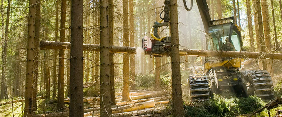 skog2.jpg