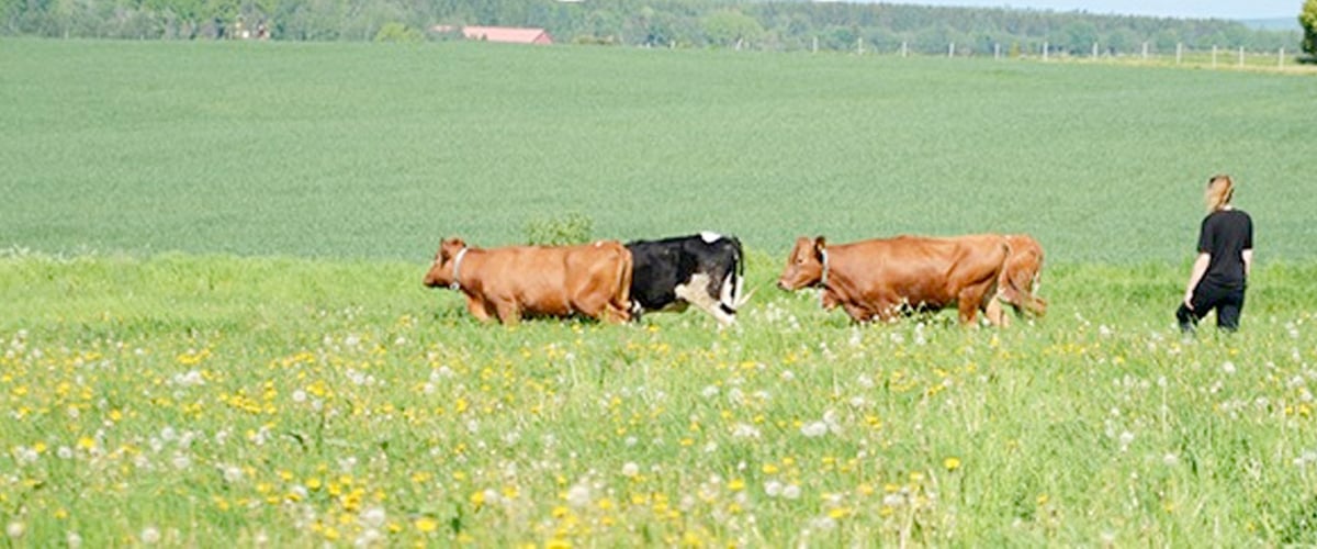 lillerud_2026.jpg