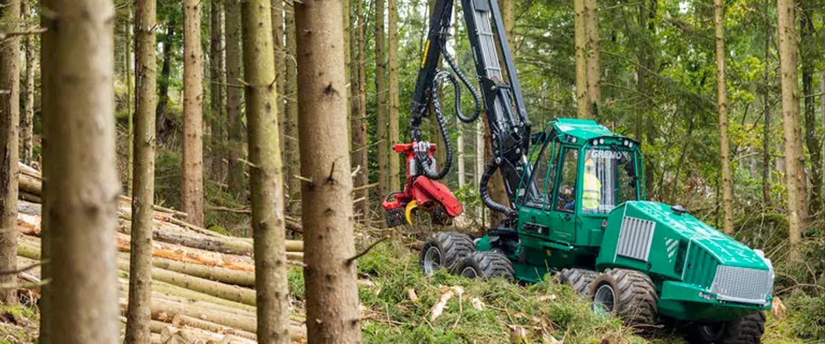skog.jpg