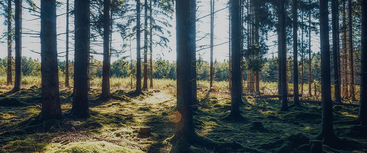 skog-arbete.jpg