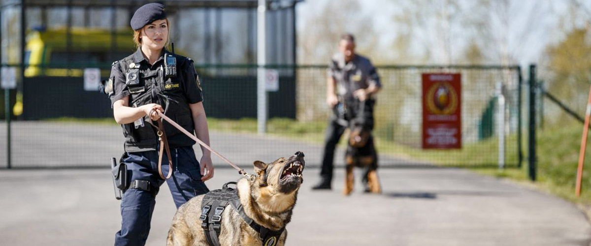 vaktar_hund.jpg