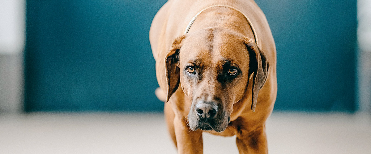 hund.jpg