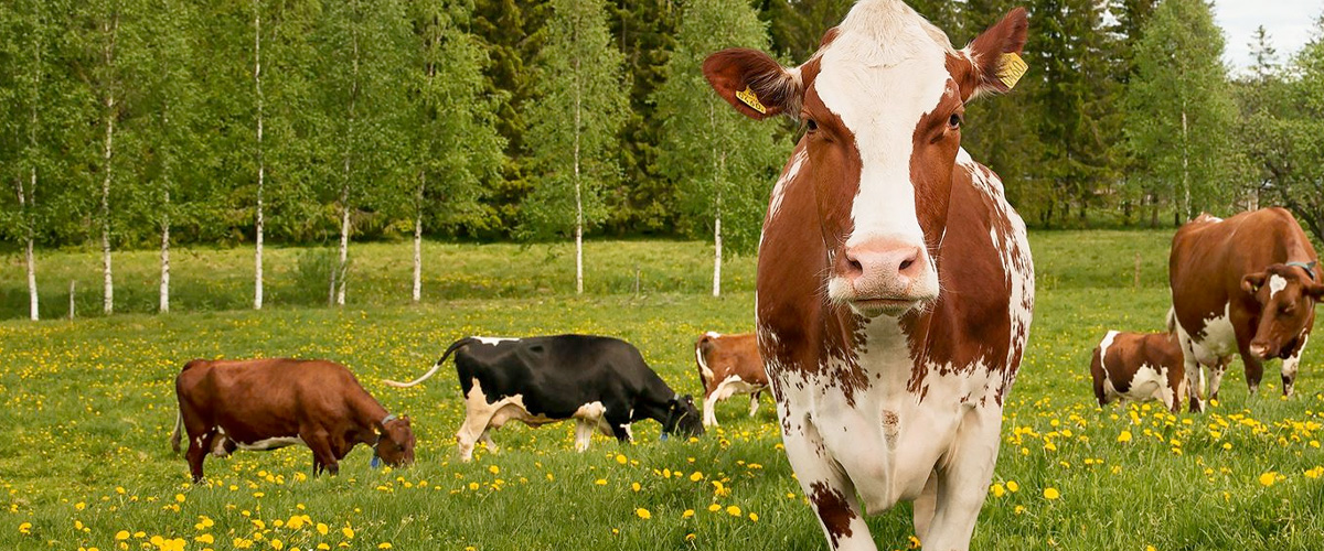 natur_ko.jpg