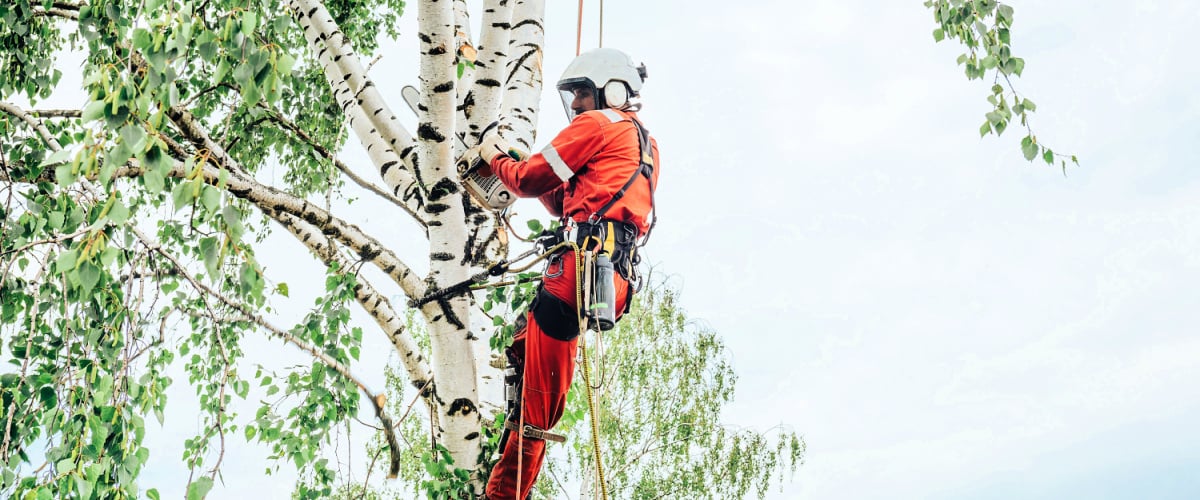 Arborist_NY.jpg