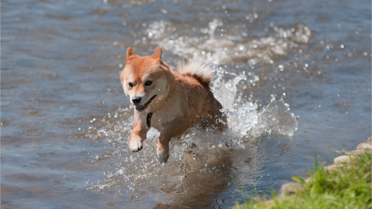 shutterstock_236767564.jpg